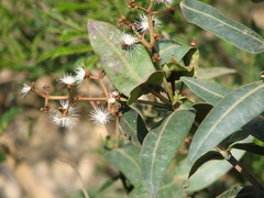 Calyptranthes bartlettii