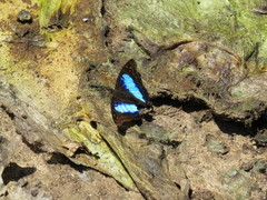 Doxocopa laurentia cherubina