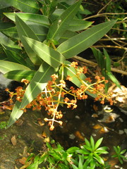 Calyptranthes bartlettii