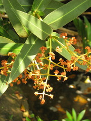 Calyptranthes bartlettii