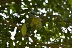 Olmediella betschleriana, photograph (c) Neptalí Ramírez Marcial, some rights reserved (CC BY)