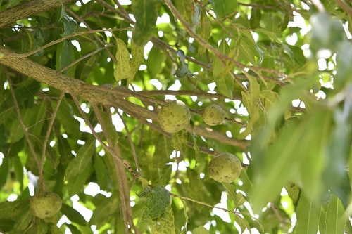 Olmediella betschleriana, photograph 1