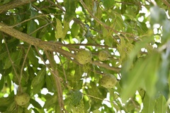 Olmediella betschleriana, photograph (c) Neptalí Ramírez Marcial, some rights reserved (CC BY)