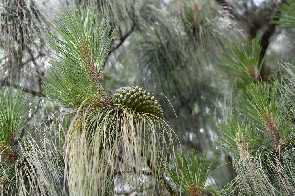 Pinus pseudostrobus; photograph (c) Neptalí Ramírez Marcial, some rights reserved (CC BY)
