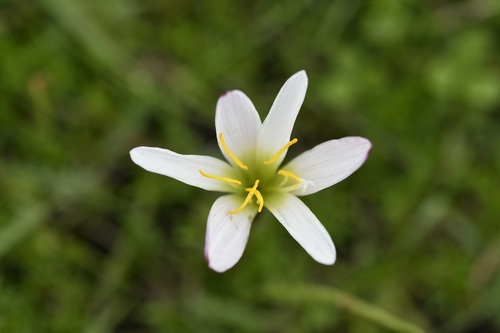 Zephyranthes minuta (Zephyranthes minuta)