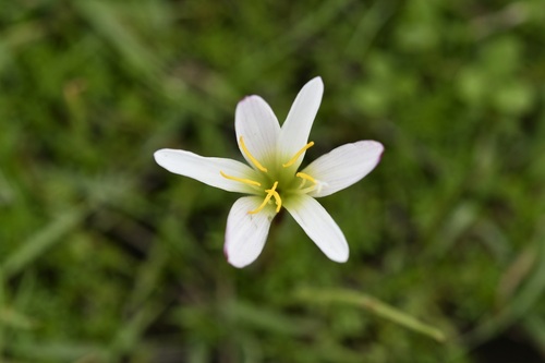 Zephyranthes minuta, photograph 4