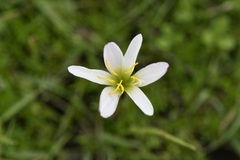 Zephyranthes minuta, photograph (c) Neptalí Ramírez Marcial, some rights reserved (CC BY)