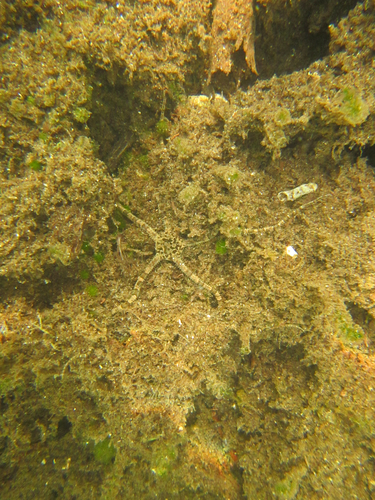 Ophioderma appressum observed 2025-08-04