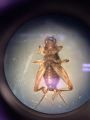 Allonemobius tinnulus