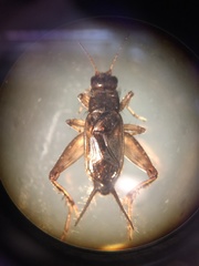 Allonemobius tinnulus