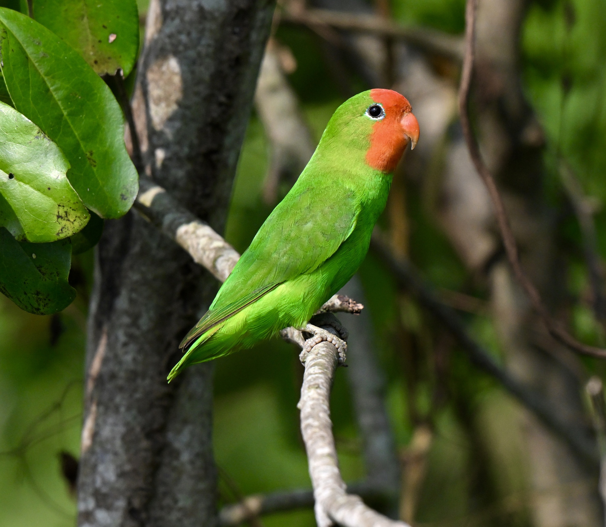 Red-headed Lovebird (Agapornis pullarius), photo 4