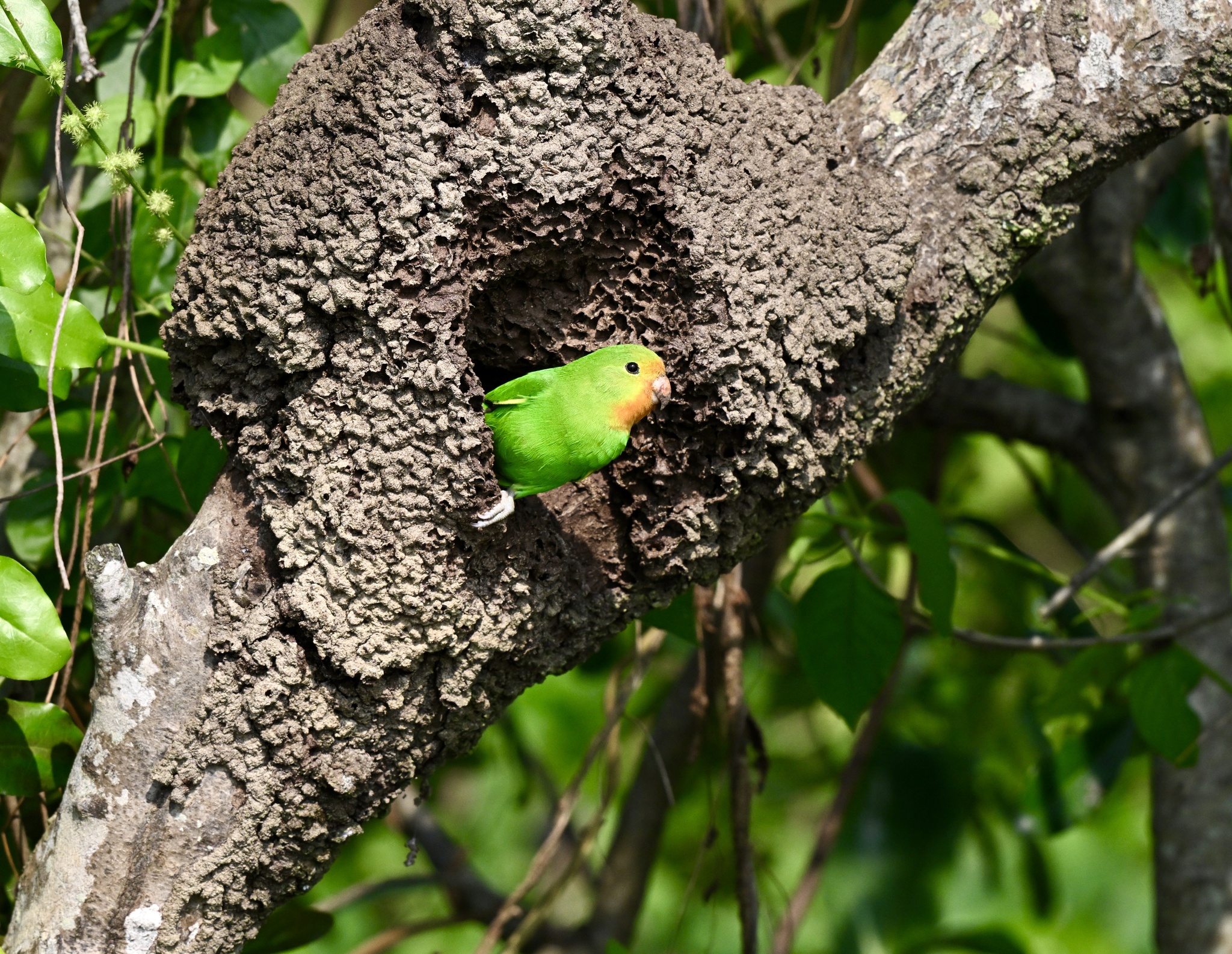 Red-headed Lovebird (Agapornis pullarius), photo 5