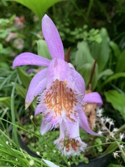 Pleione