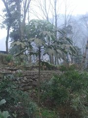 Brassaiopsis glomerulata