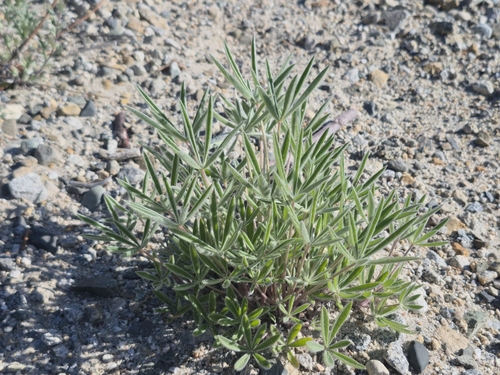 Yukon Lupine (Lupinus kuschei)