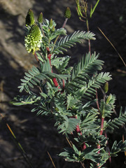 Astragalus pycnostachyus