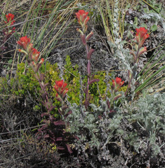 Castilleja wightii