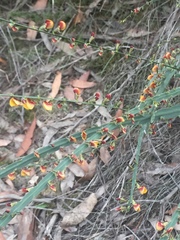 Bossiaea scolopendria