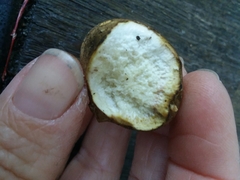 Rhizopogonaceae