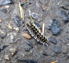 Lophocampa roseata