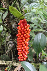 Anthurium huixtlense