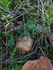 Rhizopogonaceae
