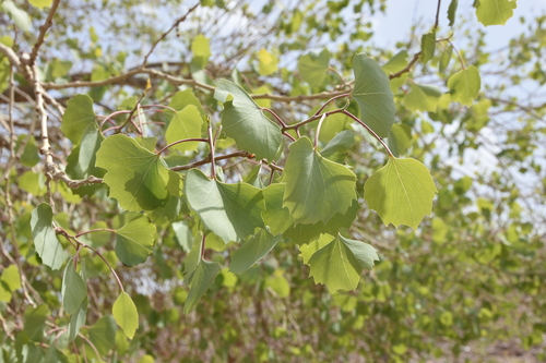 Euphrates poplar