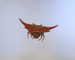 Gasteracantha versicolor