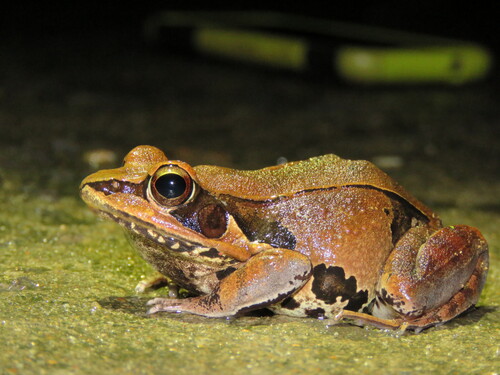 Yellow Frog, Hylarana lateralis
