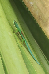 Phelsuma lineata