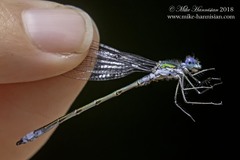 Lestes dryas