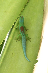 Phelsuma lineata