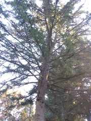 Rhizopogonaceae