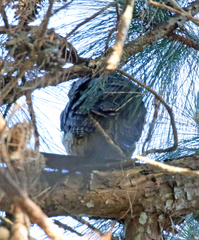 Asio madagascariensis