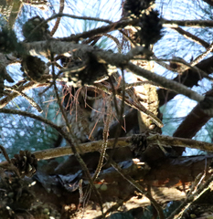 Asio madagascariensis