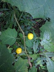 Solanum myriacanthum