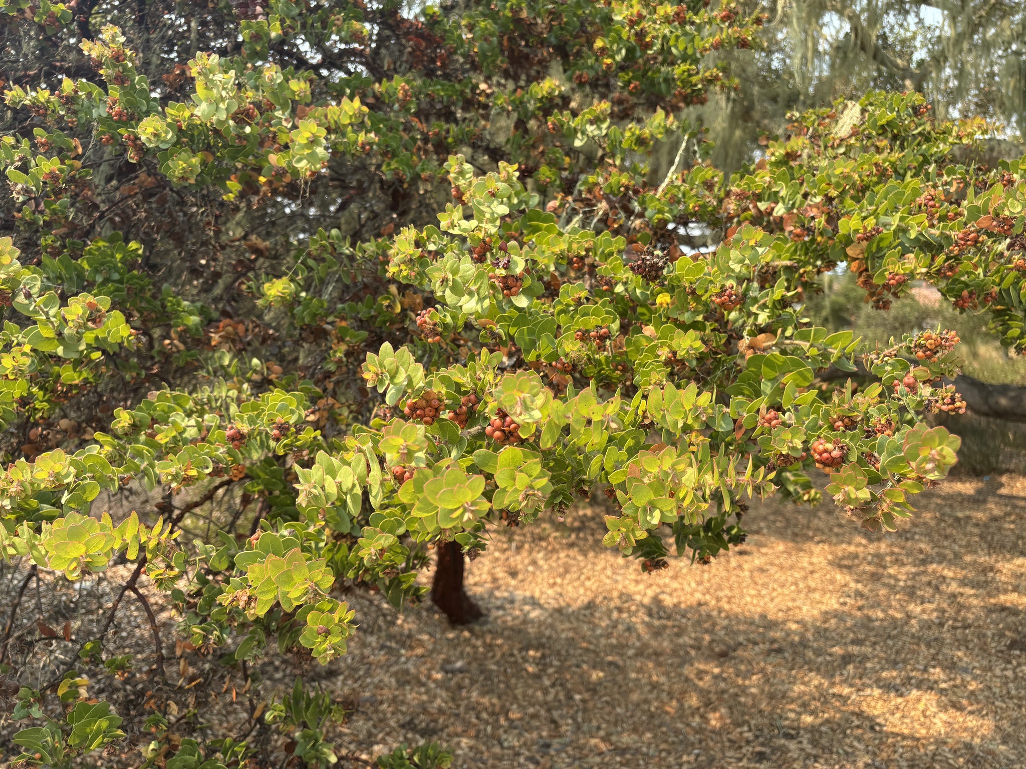 Arctostaphylos purissima
