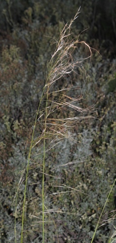 Nassella mucronata observed 2019-10-05