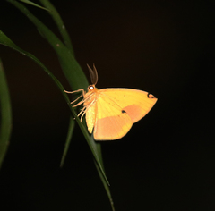 Epigynopteryx glycera