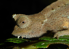 Brookesia superciliaris