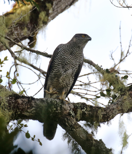 Henst's Goshawk (Accipiter henstii) · iNaturalist