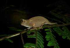 Brookesia superciliaris