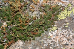 Selaginella watsonii