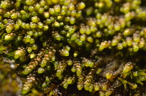 Hygrohypnum cochlearifolium