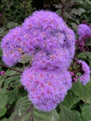 Ageratum houstonianum