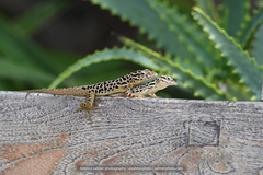 Anolis sabanus