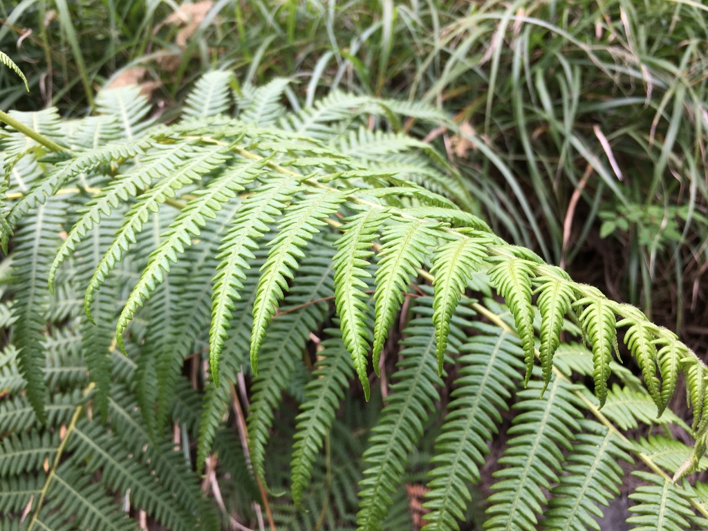 South Asian bracken