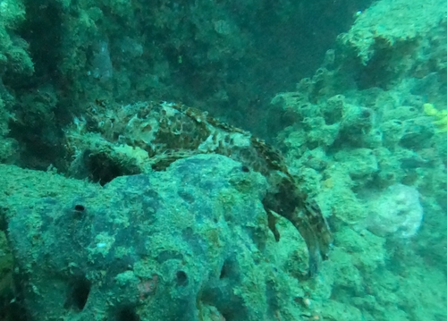 Scorpaena scrofa
