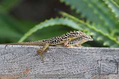 Anolis sabanus