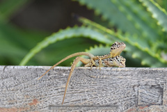 Anolis sabanus